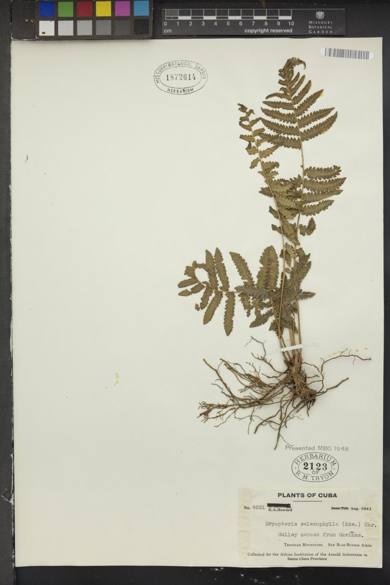 Stiff Maiden Fern photo 5