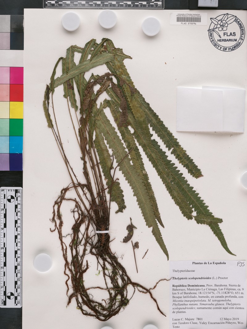 Thelypteris scolopendrioides