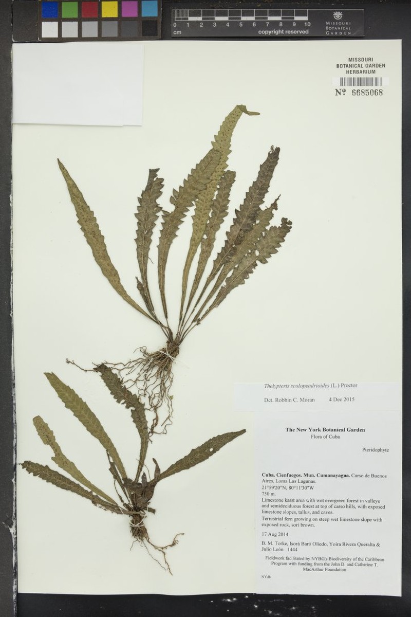 Thelypteris scolopendrioides photo 2