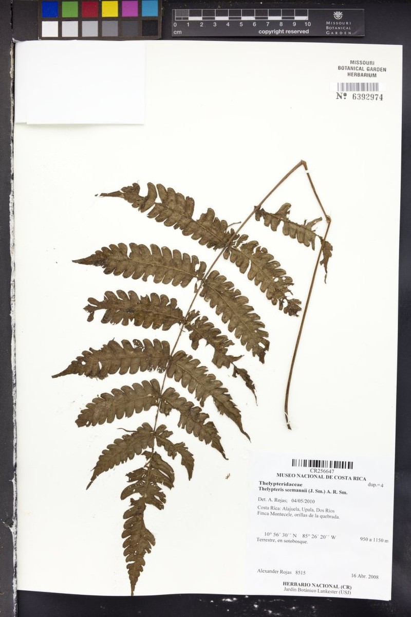 Thelypteris seemannii