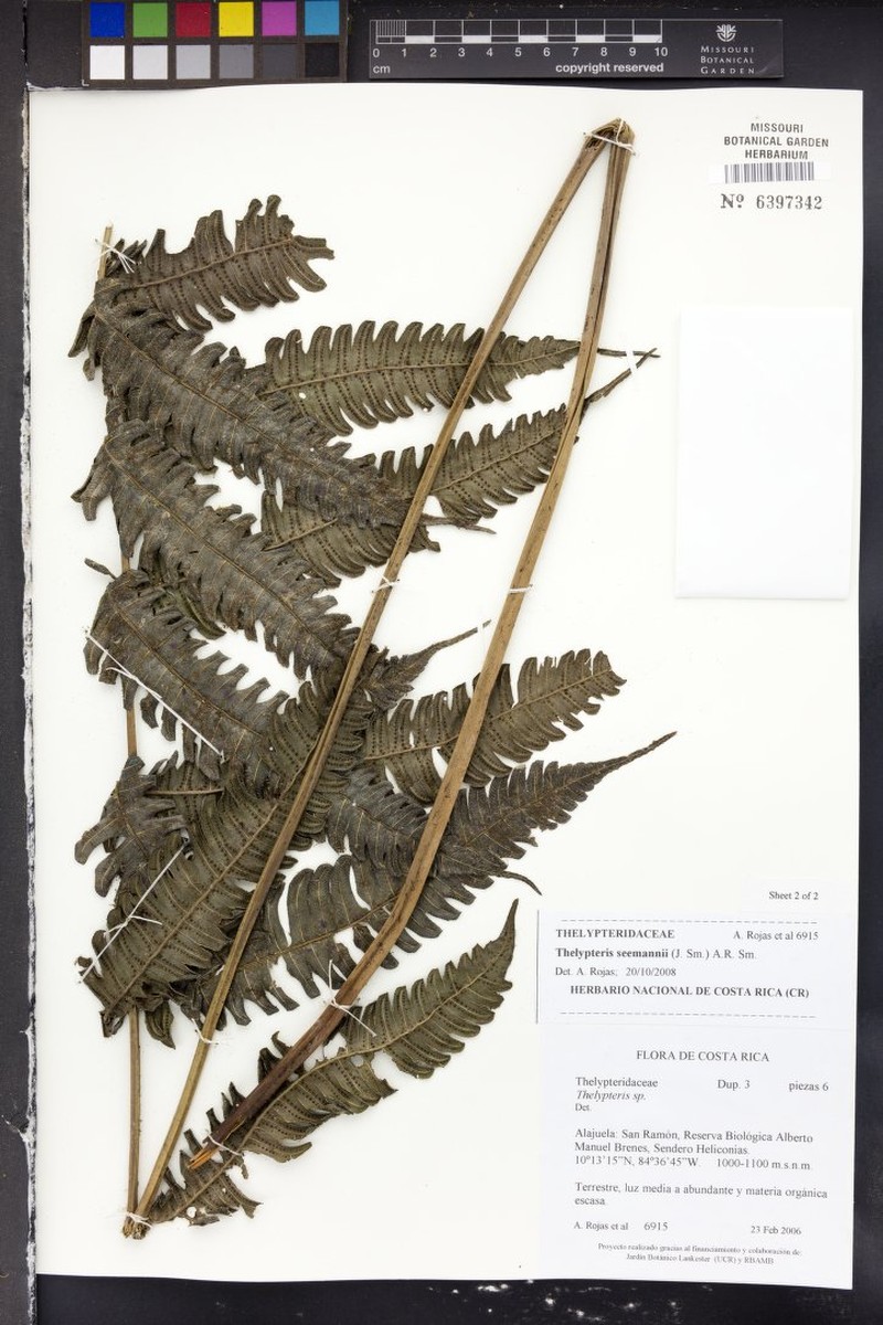Thelypteris seemannii photo 2