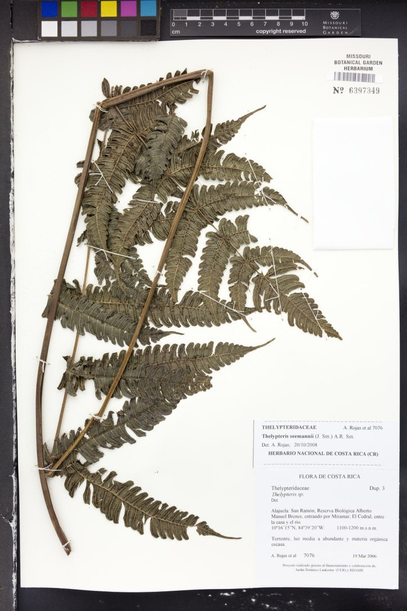 Thelypteris seemannii photo 3
