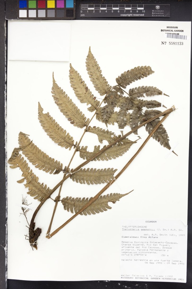 Thelypteris seemannii photo 4