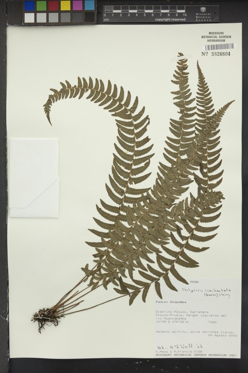 Thelypteris semihastata