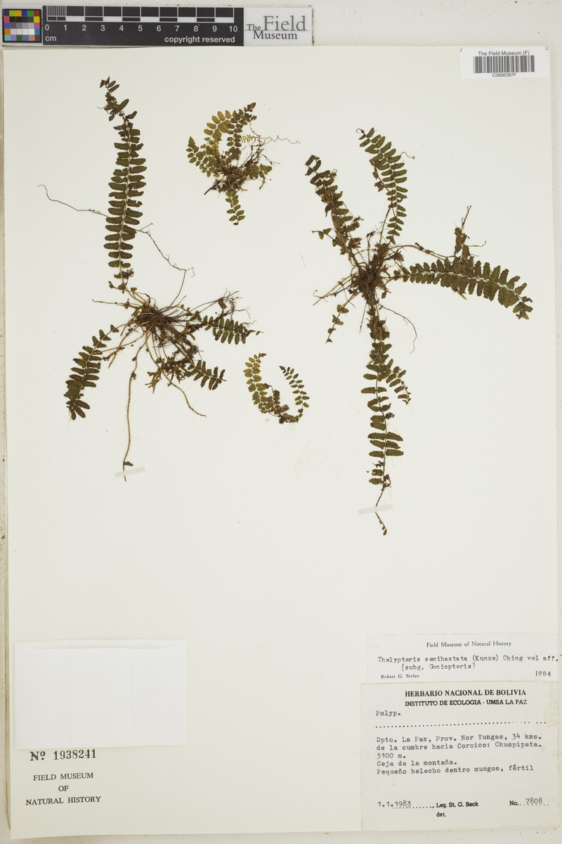 Thelypteris semihastata photo 2