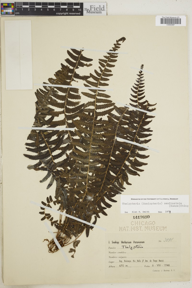 Thelypteris semihastata photo 3