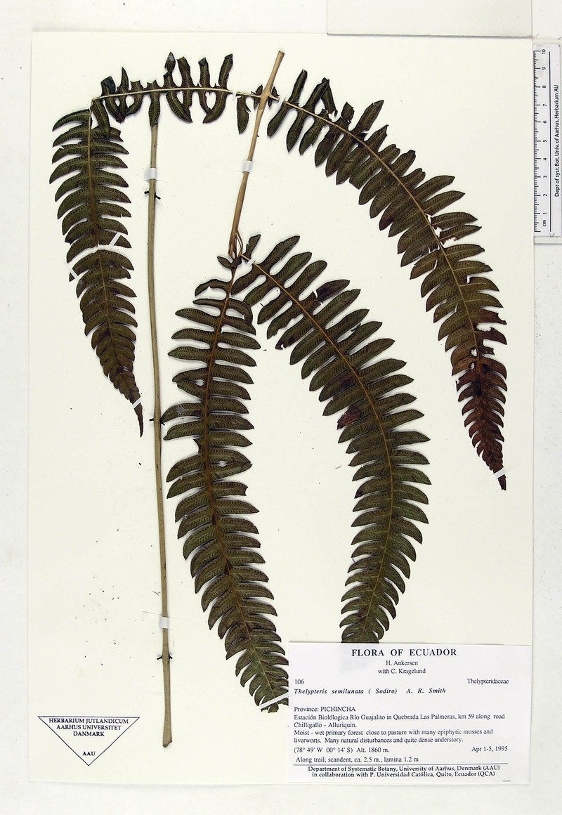 Thelypteris semilunata