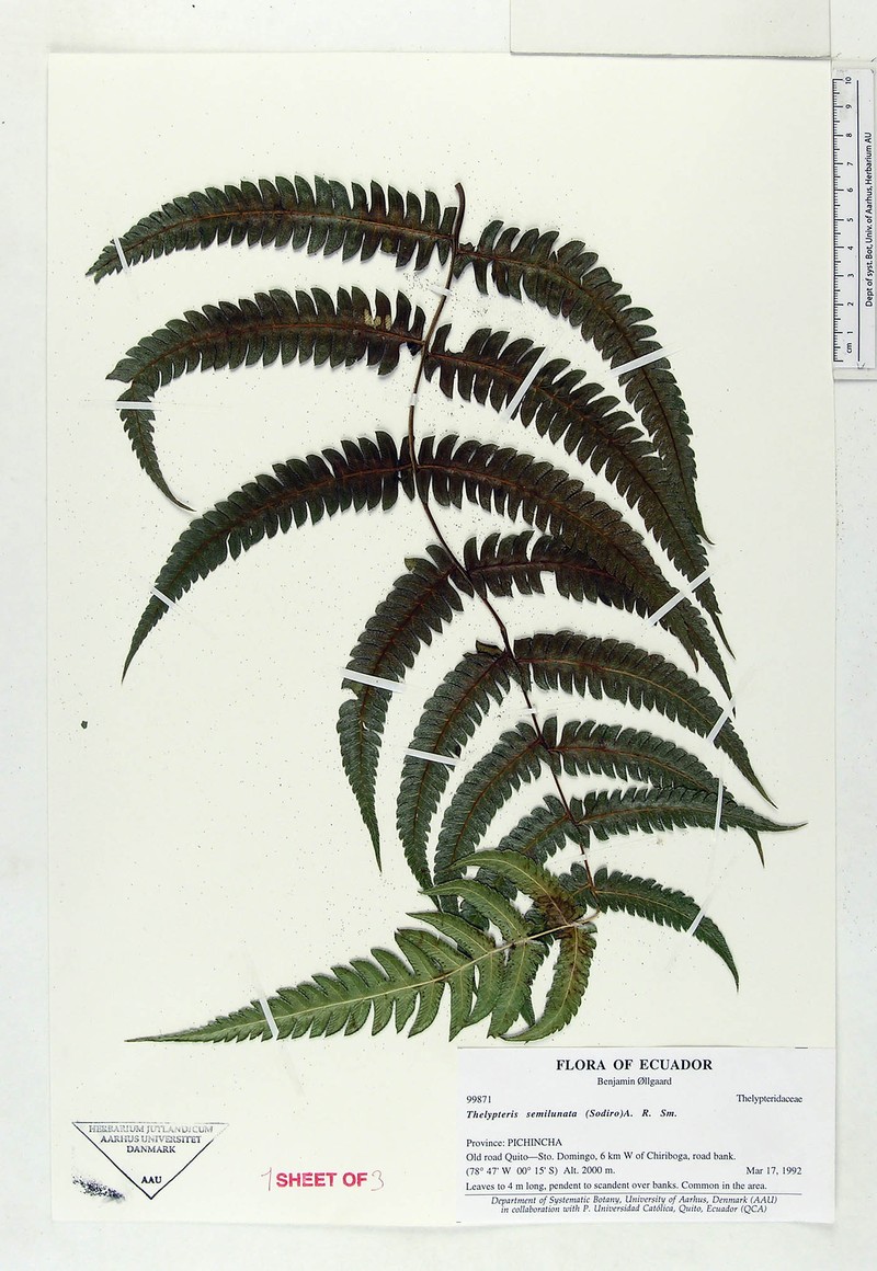 Thelypteris semilunata photo 2