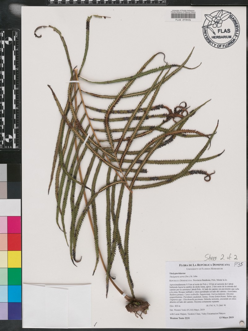 Jamaican Maiden Fern photo 2