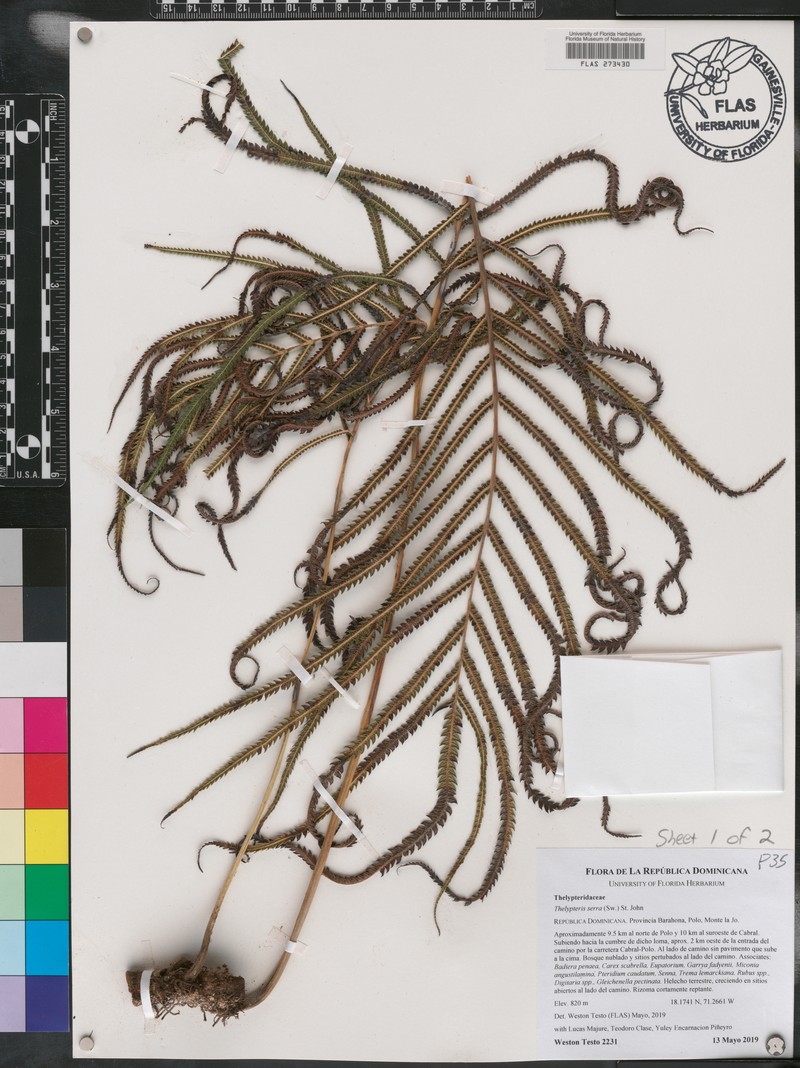 Jamaican Maiden Fern photo 3
