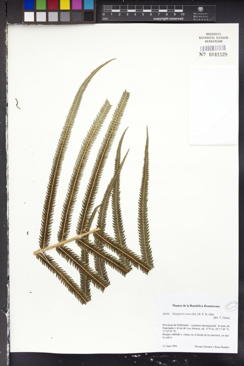 Jamaican Maiden Fern photo 4