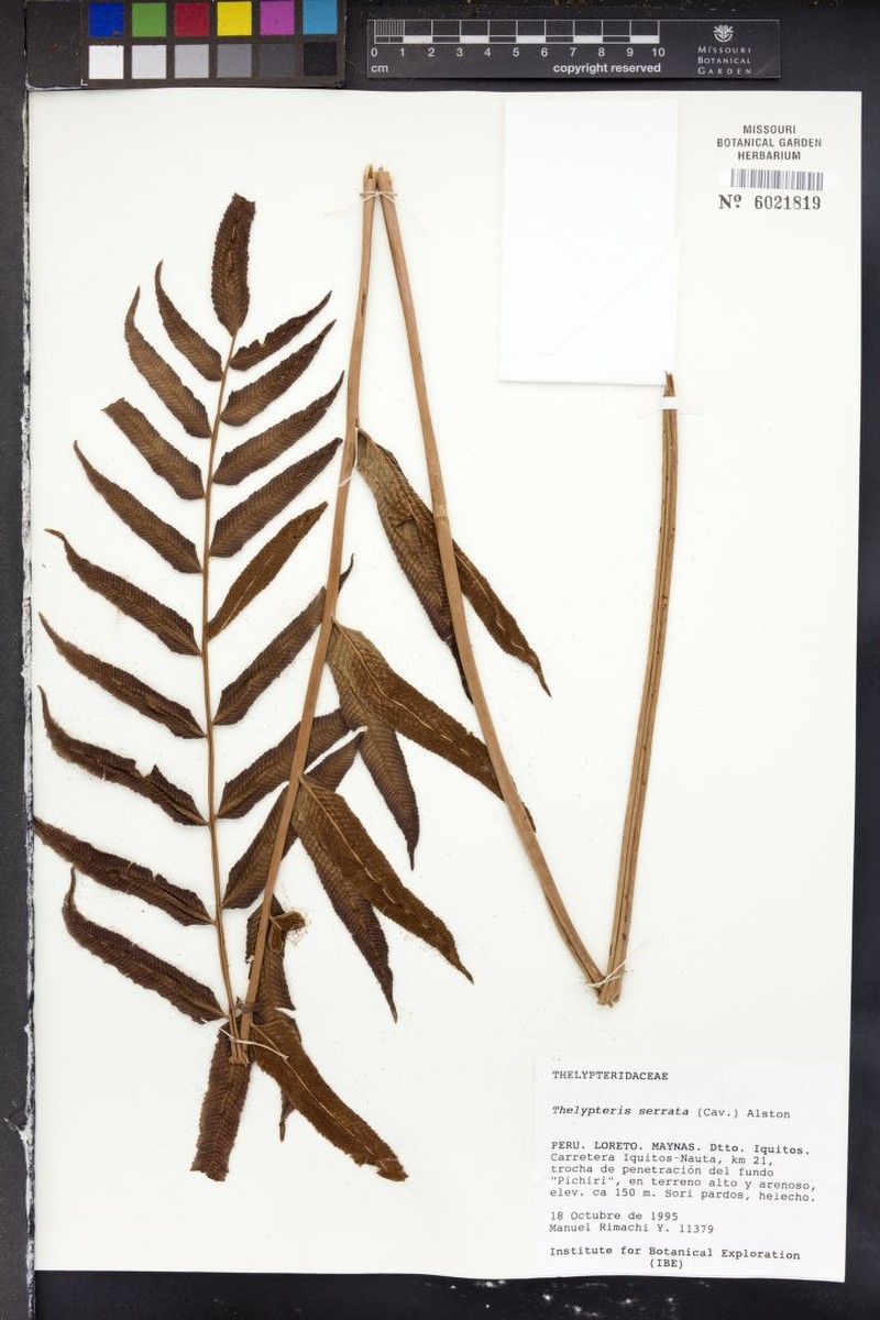 Jamaican Maiden Fern photo 5