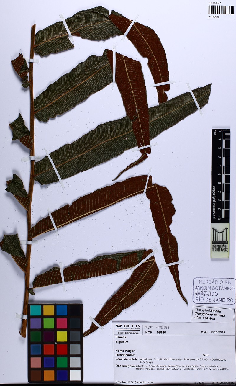Toothed Latticevein Fern