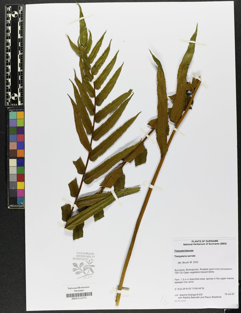 Toothed Latticevein Fern photo 2