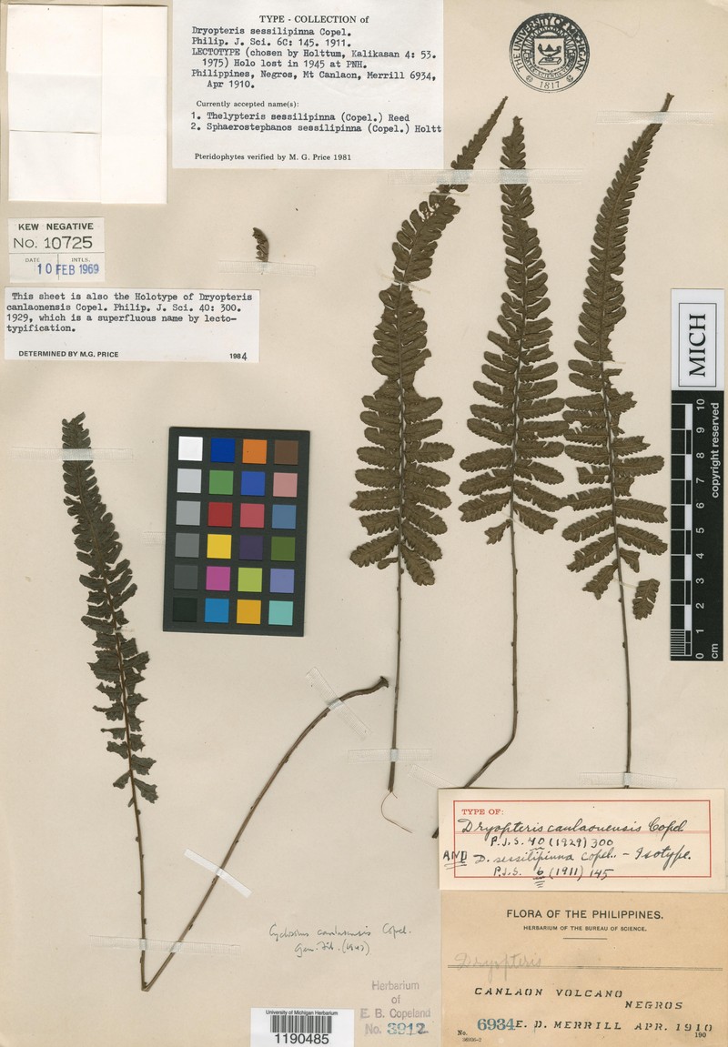 Thelypteris sessilipinna