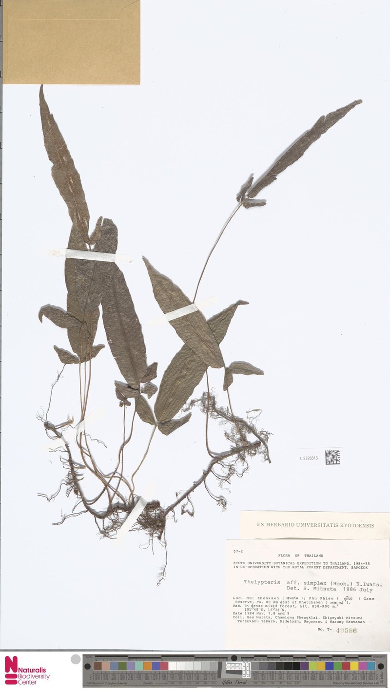 Thelypteris simplex