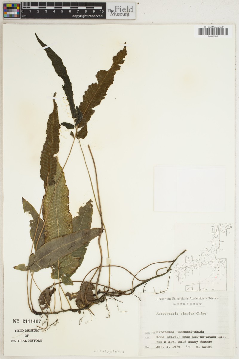 Thelypteris simplex photo 2