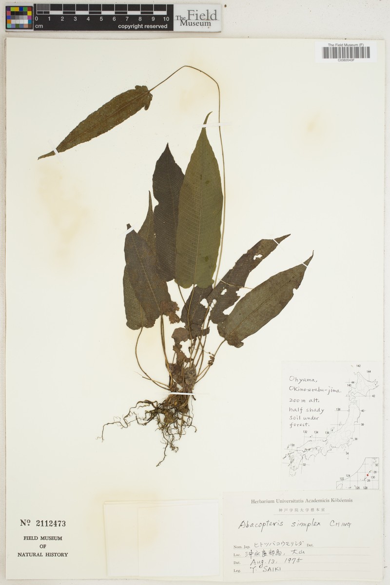 Thelypteris simplex photo 3