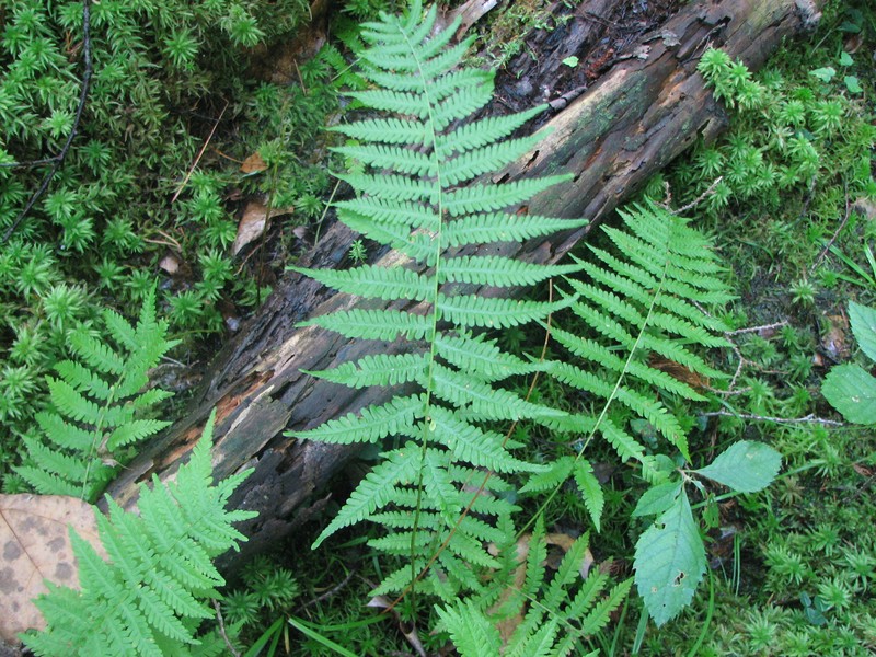 Bog Fern