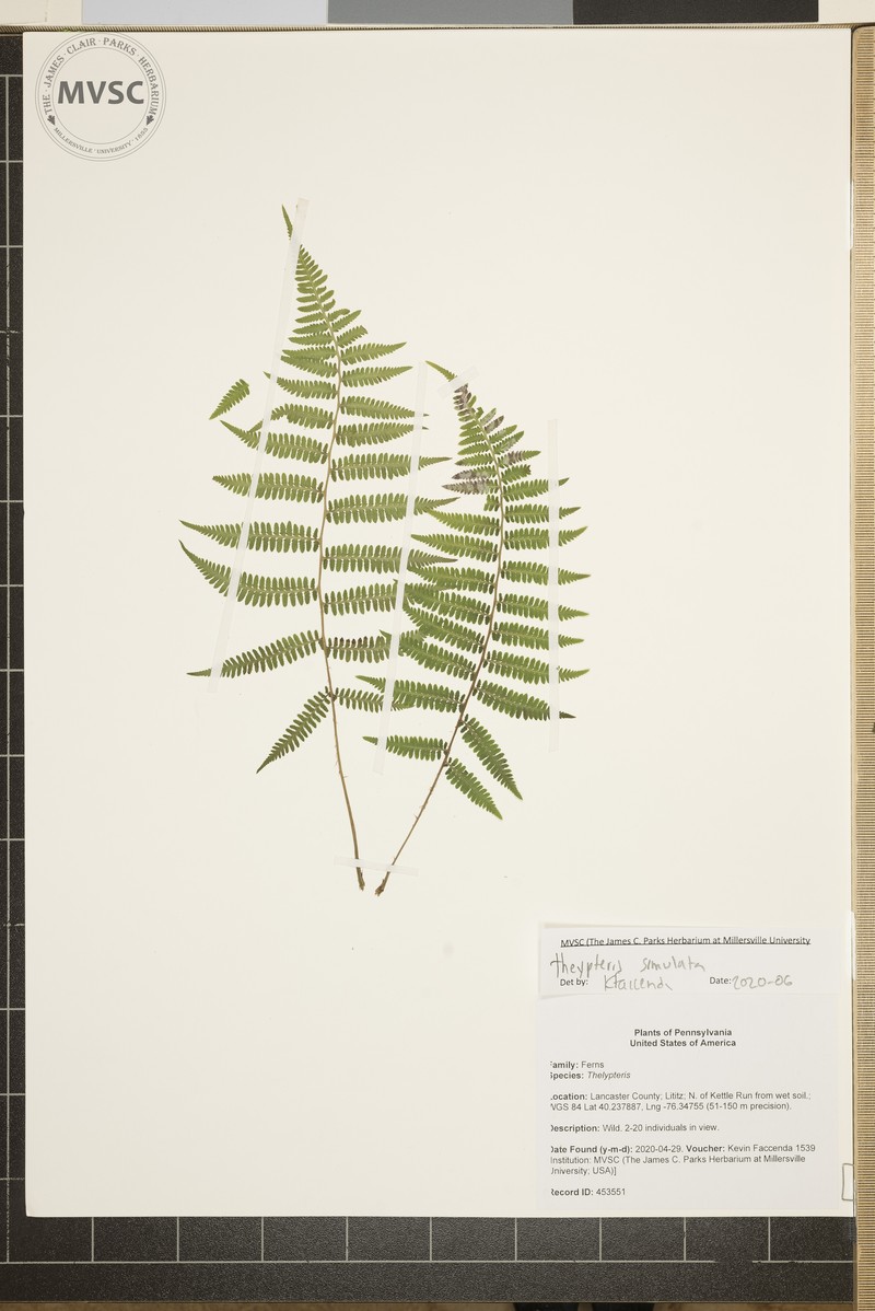 Bog Fern photo 2