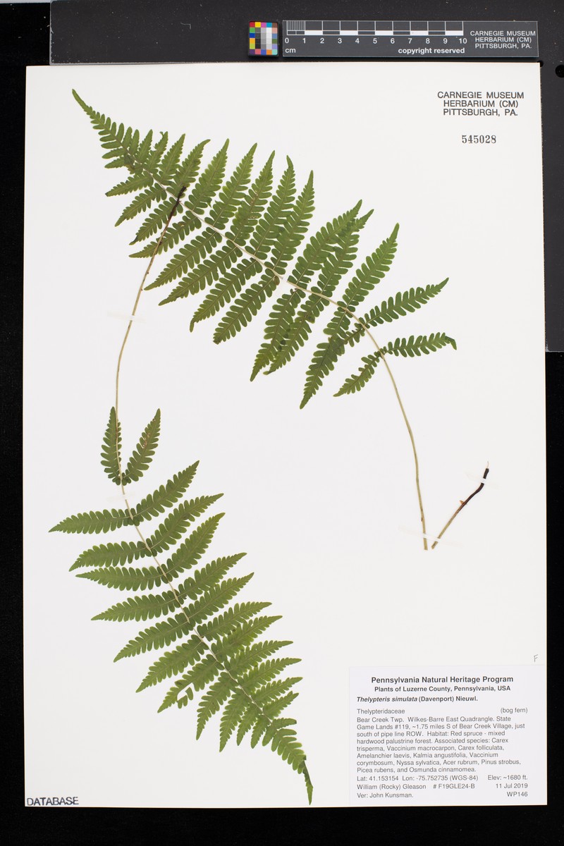 Bog Fern photo 3