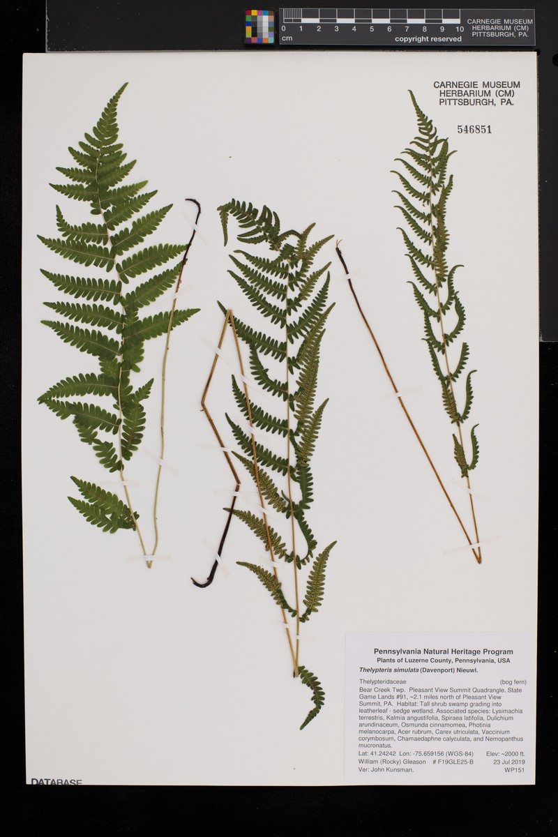 Bog Fern photo 4