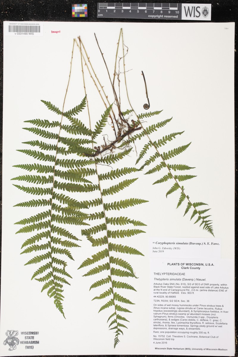 Bog Fern photo 5