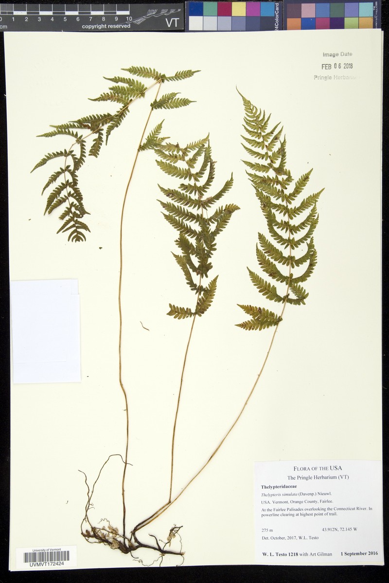 Bog Fern photo 6
