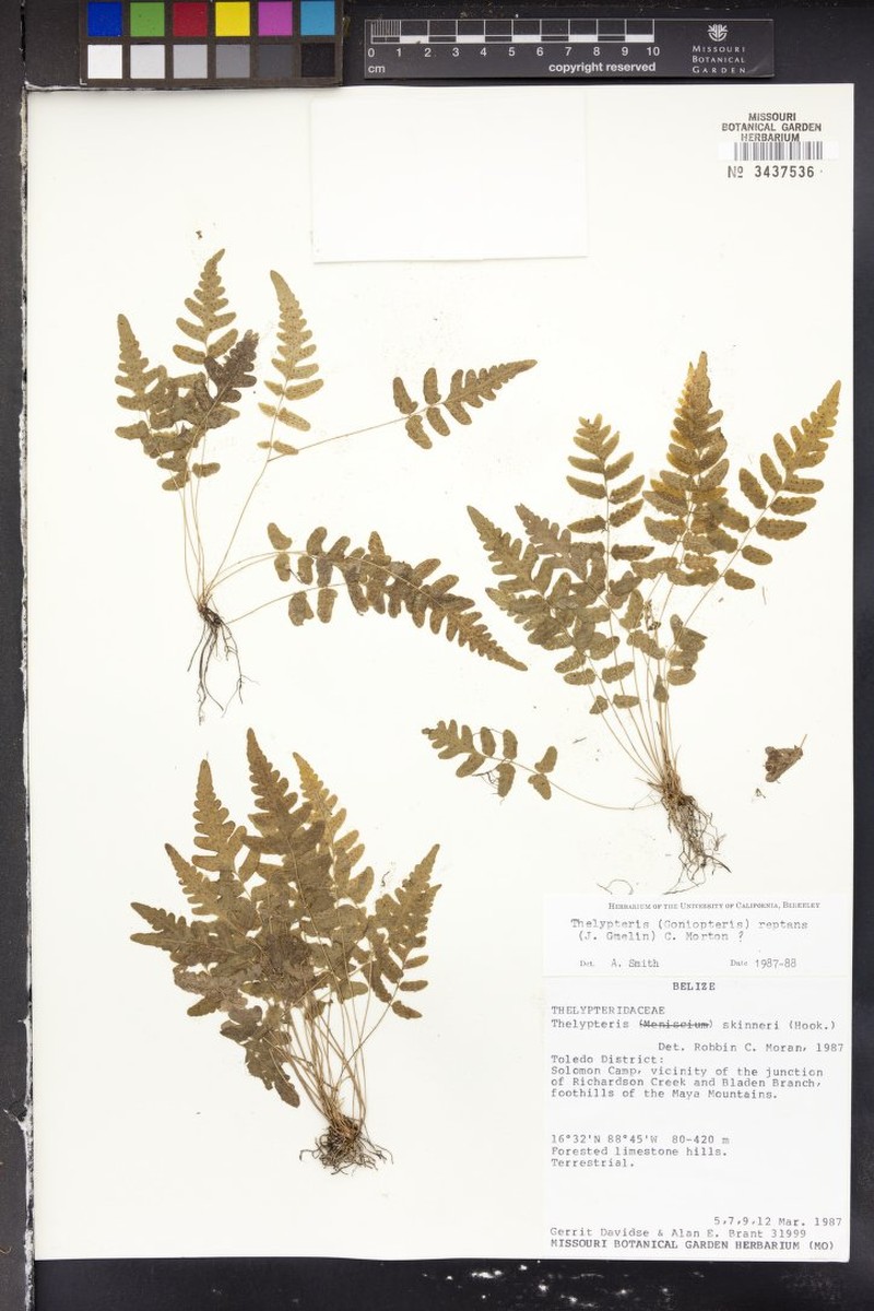 Thelypteris skinneri
