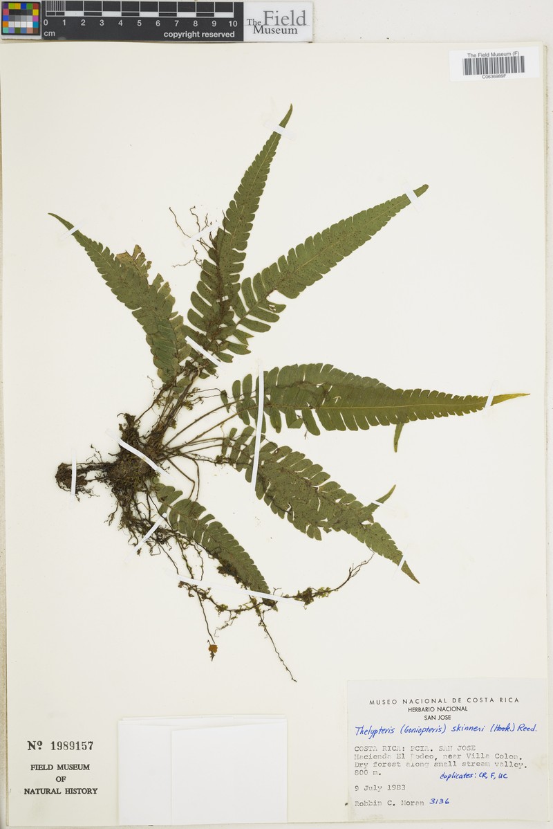 Thelypteris skinneri photo 2