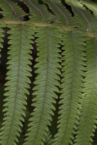 Hawai'I Air Fern