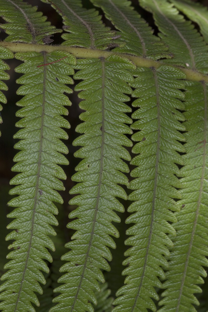 Hawai'I Air Fern