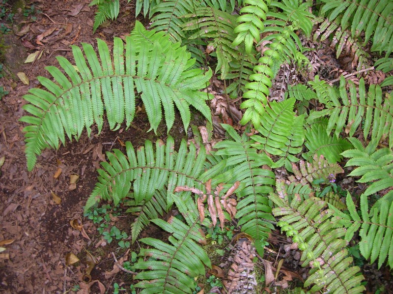 Hawai'I Air Fern photo 2