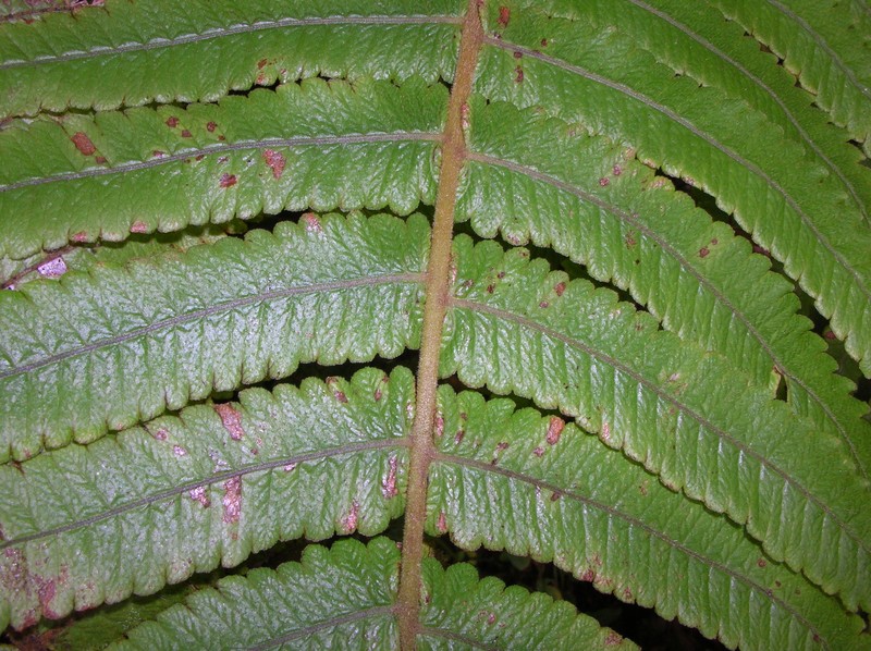 Hawai'I Air Fern photo 3