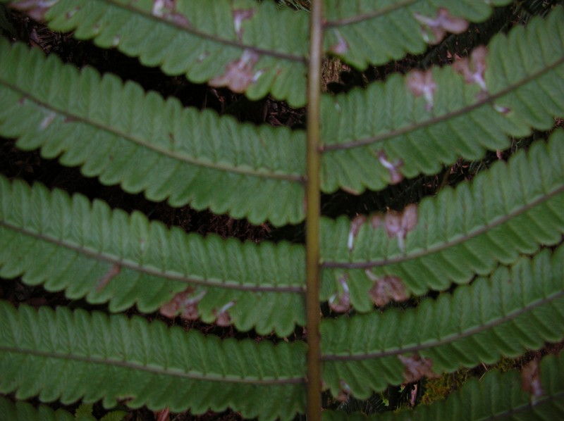 Hawai'I Air Fern photo 4