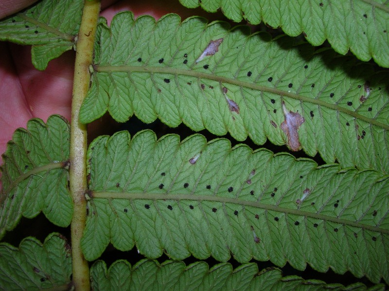 Hawai'I Air Fern photo 5