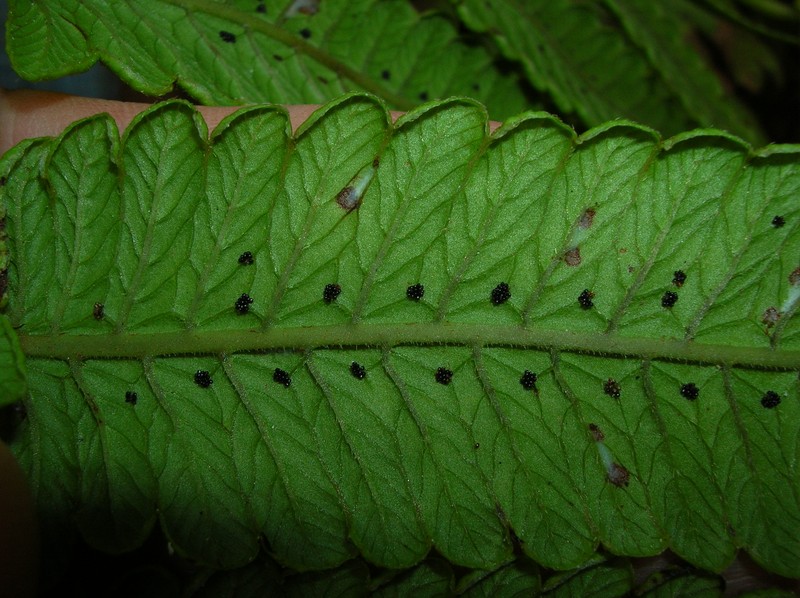 Hawai'I Air Fern photo 6
