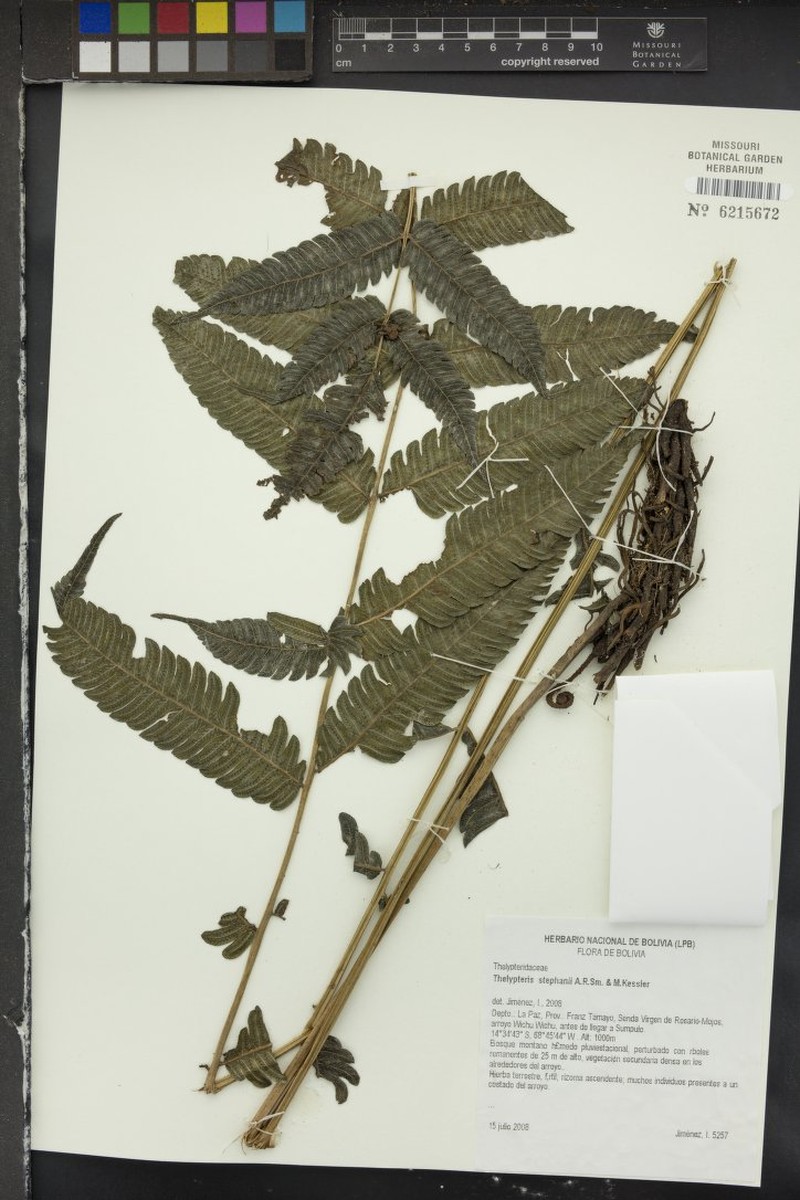 Thelypteris stephanii