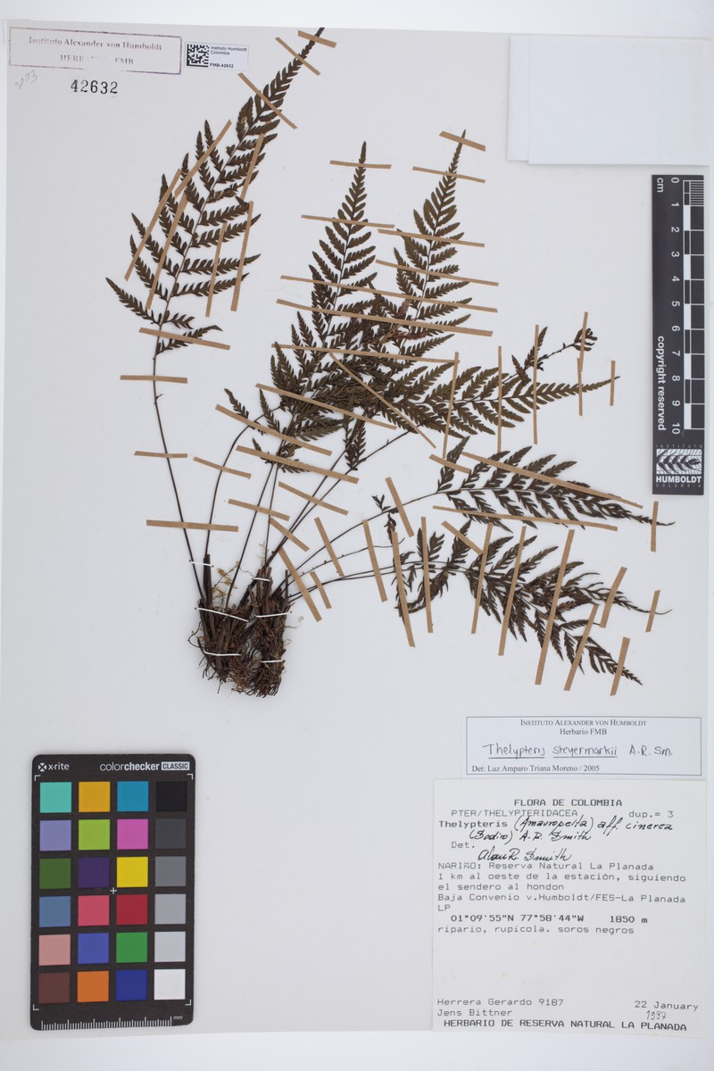 Thelypteris steyermarkii photo 2