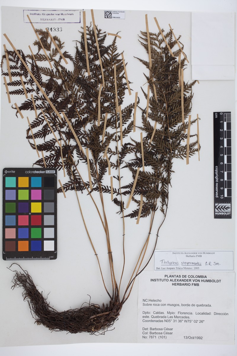 Thelypteris steyermarkii photo 3