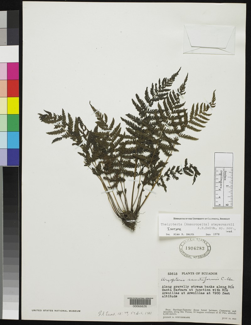 Thelypteris steyermarkii