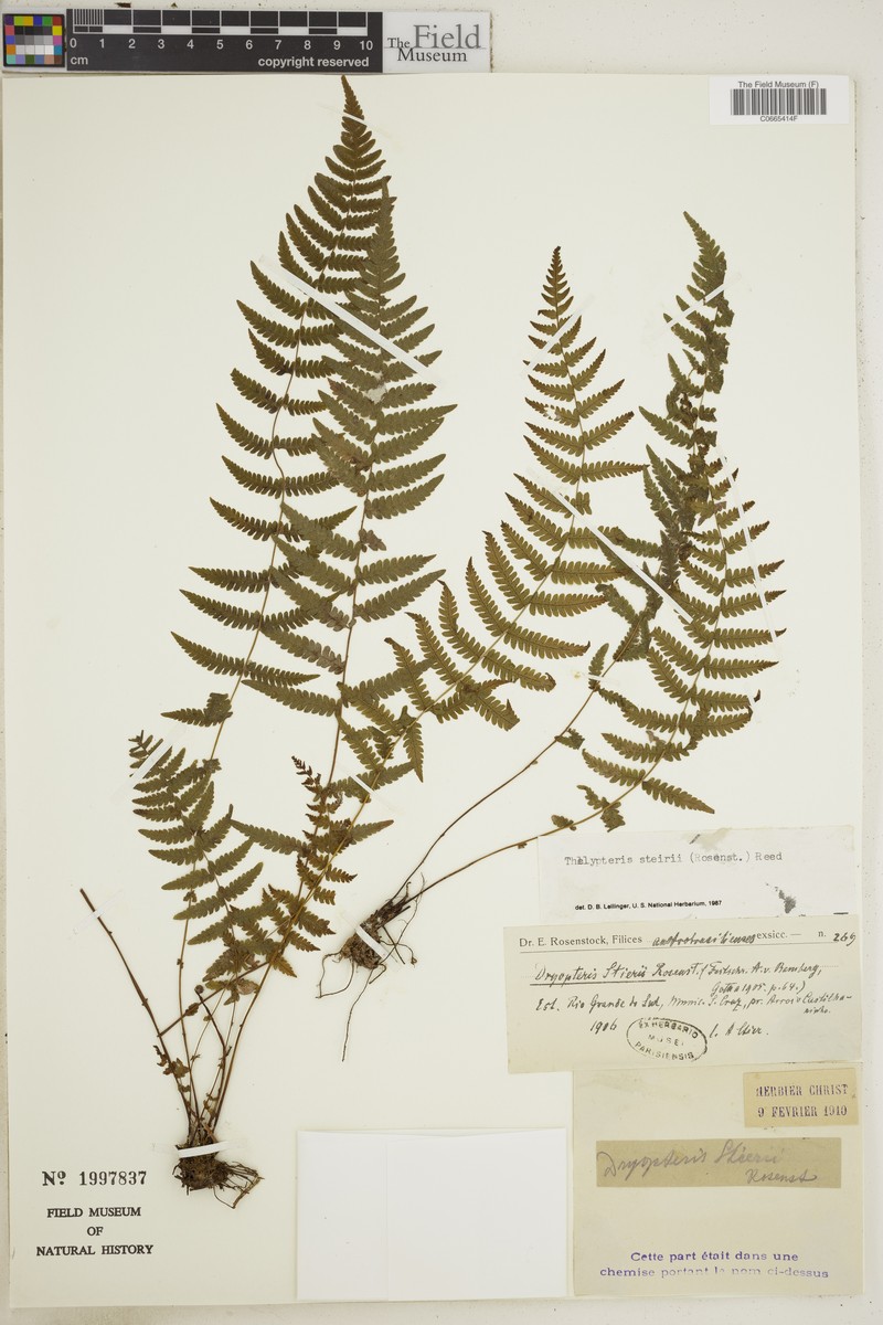 Thelypteris stierii