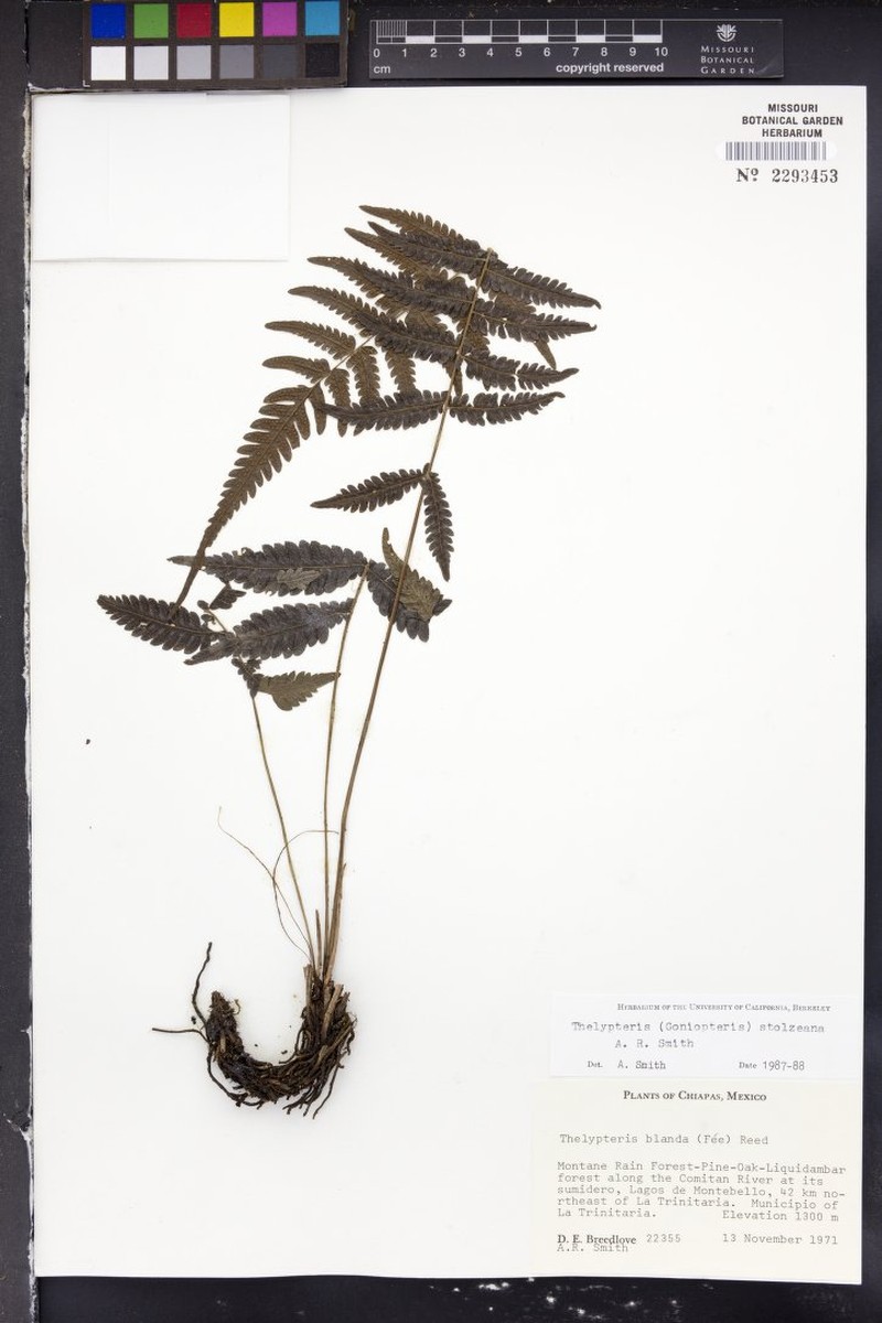 Thelypteris stolzeana