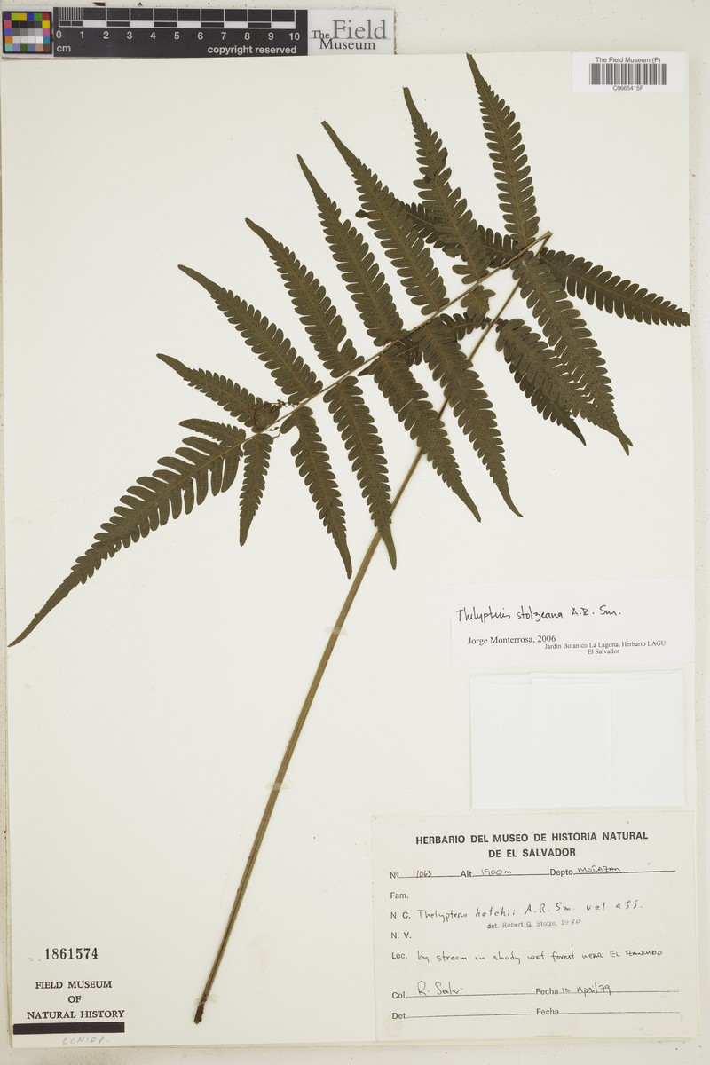 Thelypteris stolzeana photo 2