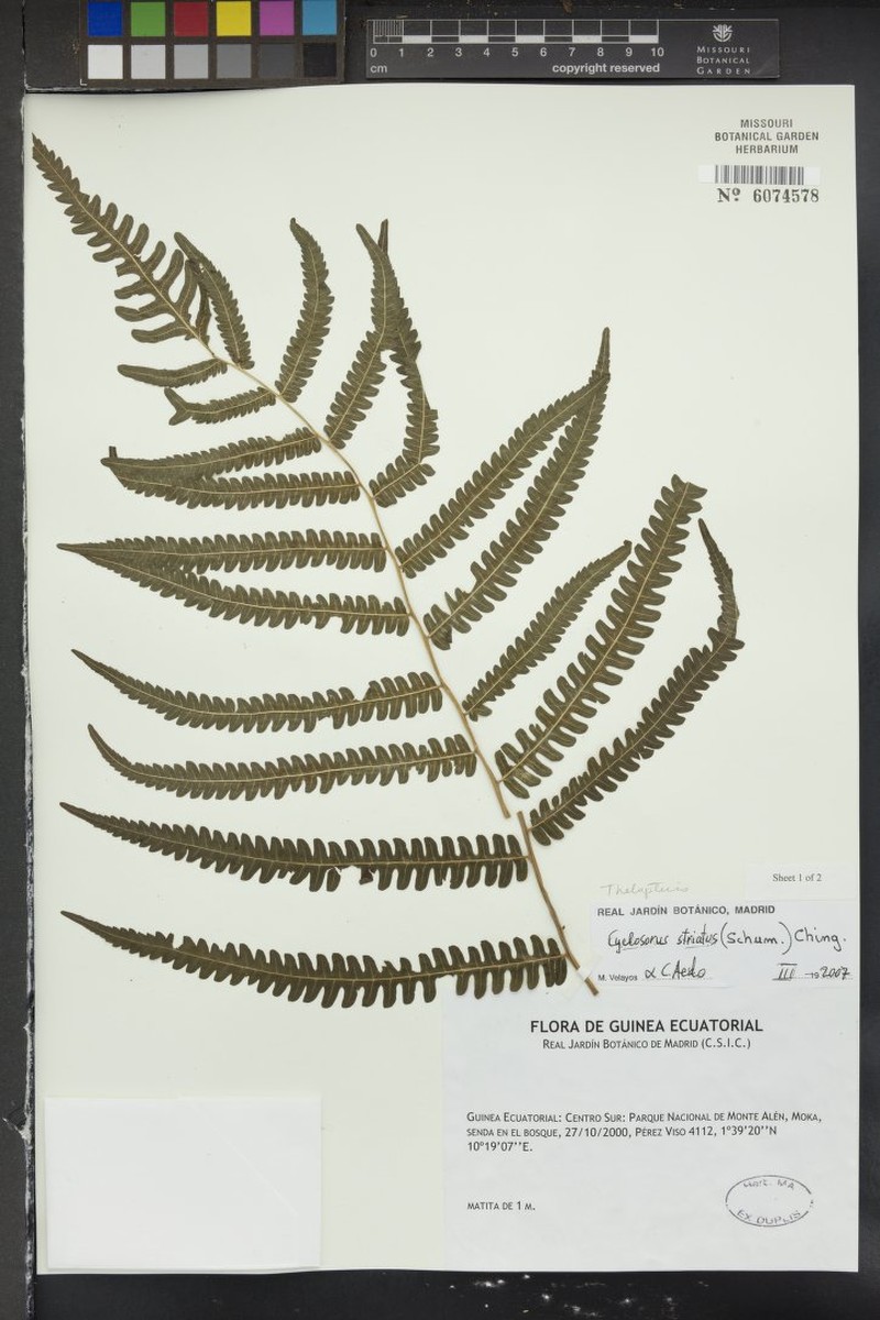 Thelypteris striata
