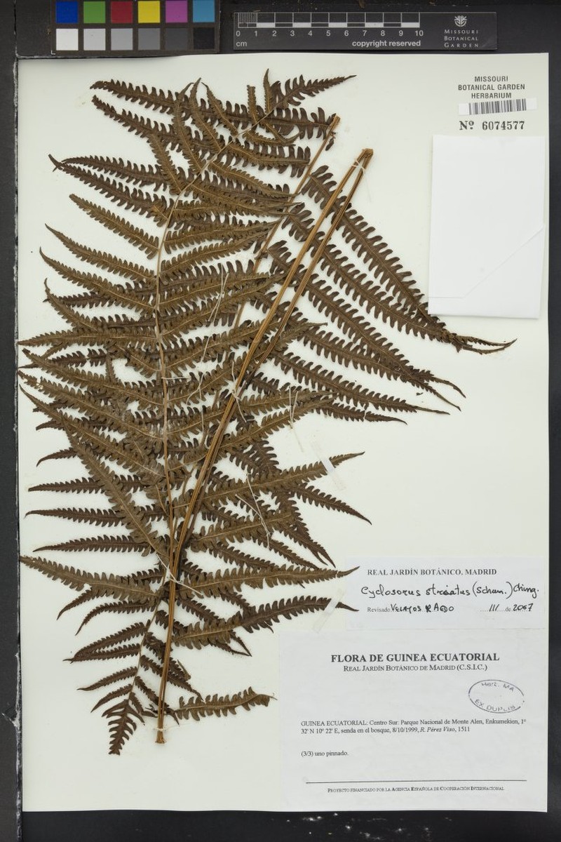 Thelypteris striata photo 2