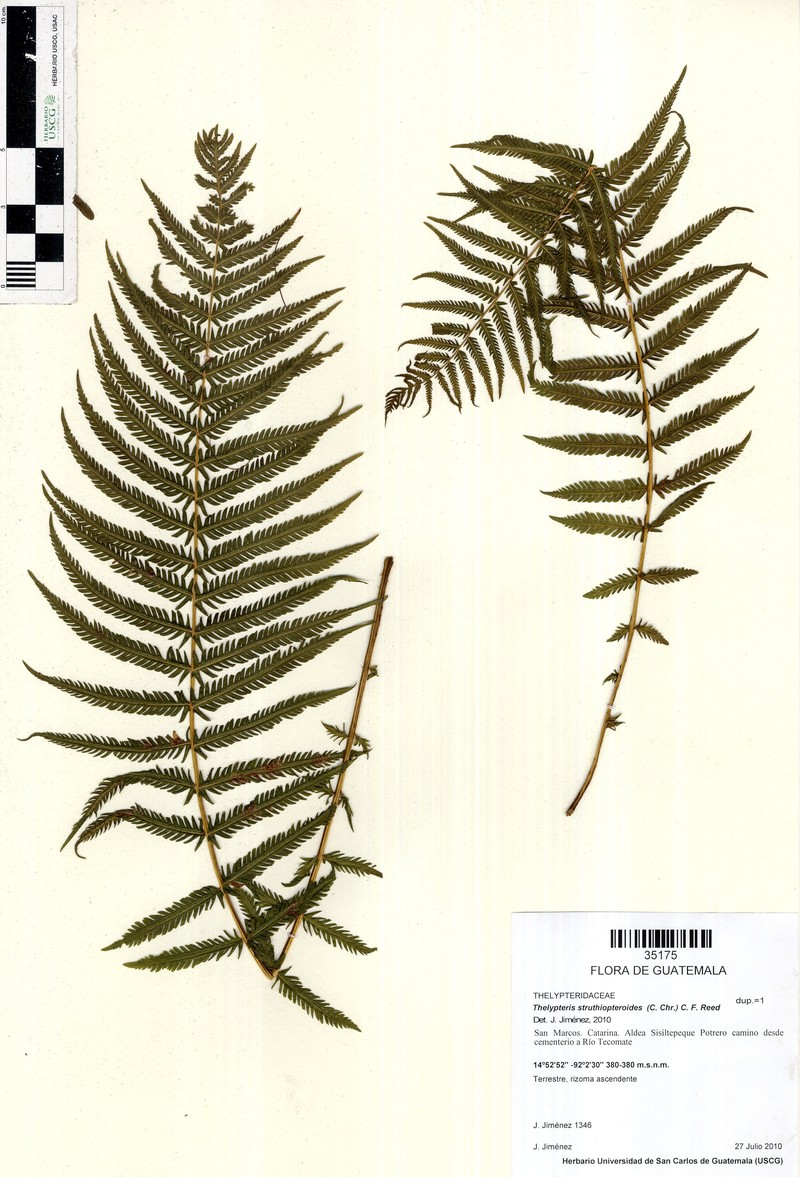 Thelypteris struthiopteroides