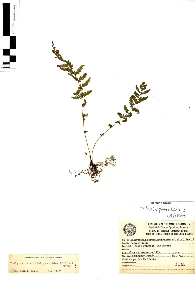 Thelypteris struthiopteroides photo 2