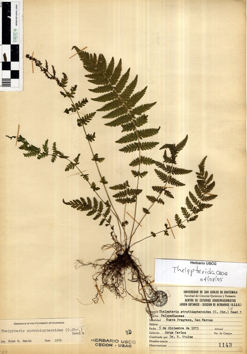 Thelypteris struthiopteroides photo 3