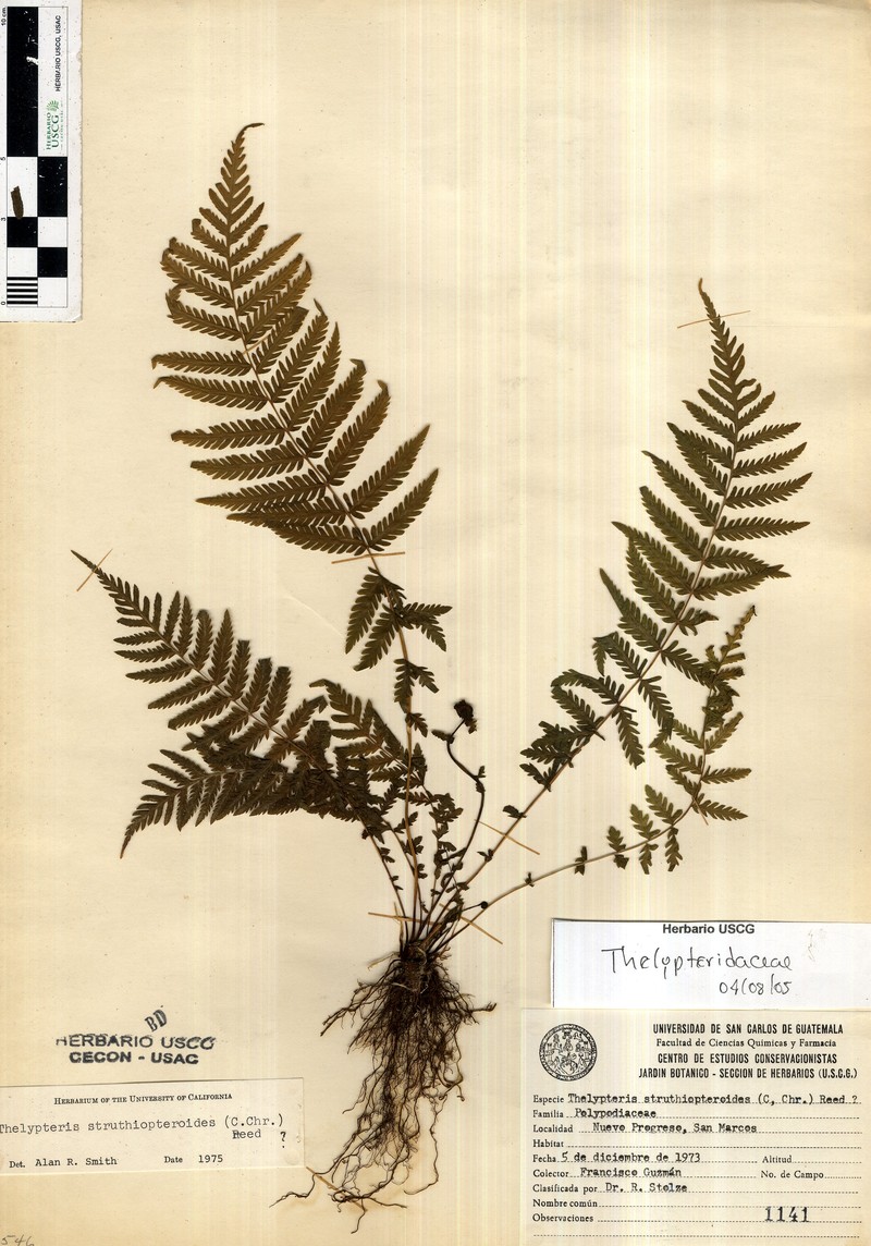 Thelypteris struthiopteroides photo 4